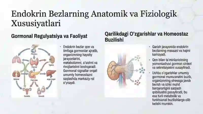 Qarilikda Endokrin tizim oʻzgarishlar va taʼsirlar 2