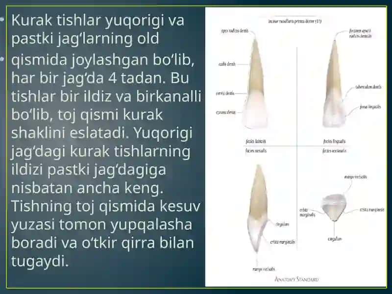 Tishlarning xususiyanatomiyasi. Har bir tishni tuzilishi va chiqishi vaqti, anomaliyasi 2
