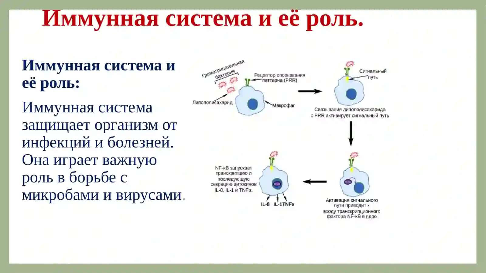 Как укрепить иммунитет 2