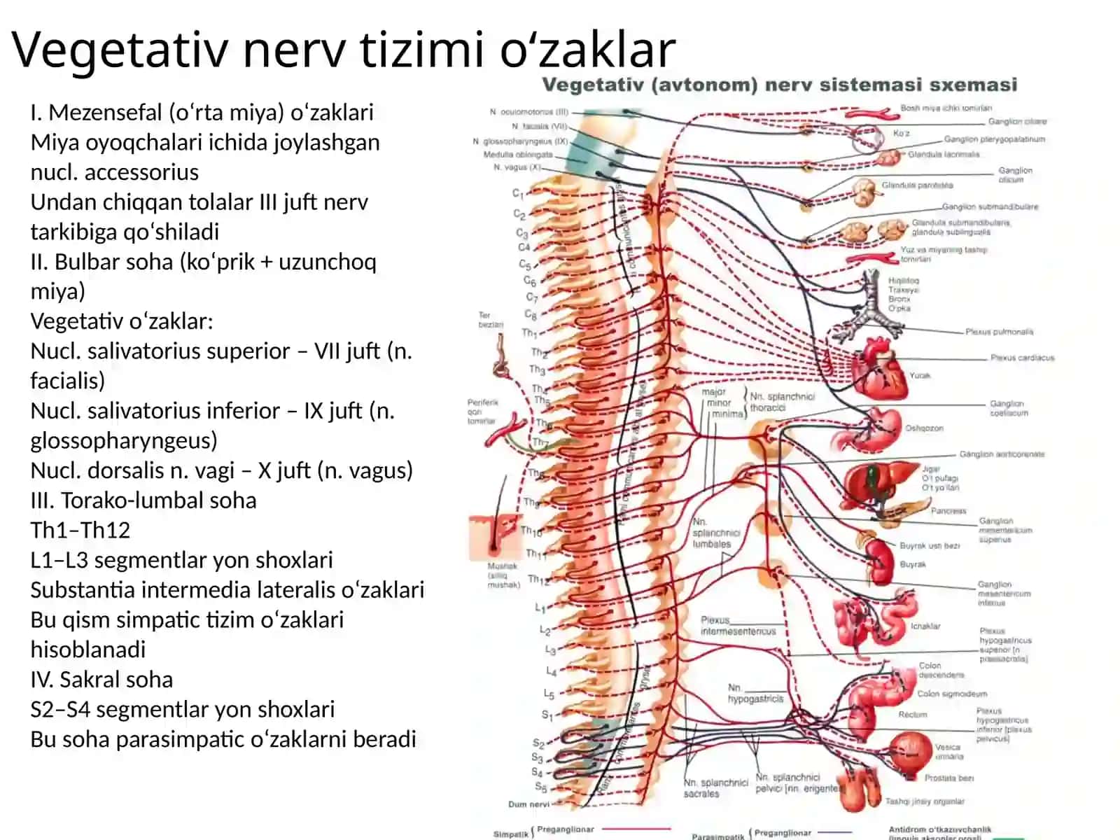 Vegetativ nerv tizimi 2