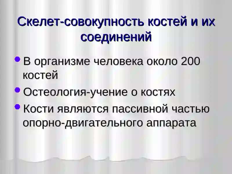 Общая анатомия костной системы 2