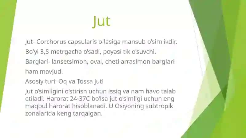 Jut o’simligining kelib chiqishi va ahamiyati 2