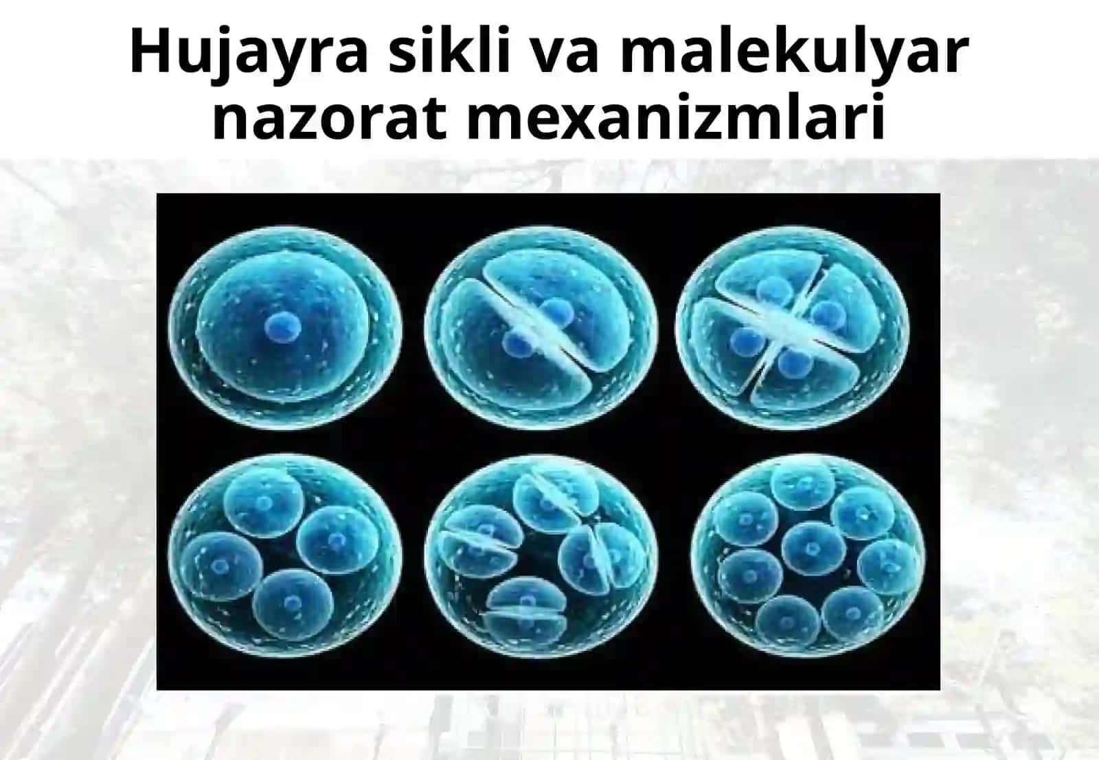 Hujayra sikli va malekulyar nazorat mexanizmlari 2