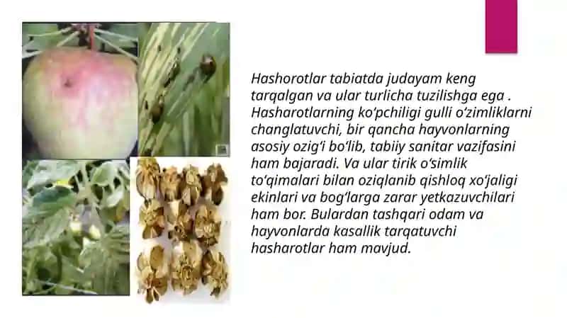 Kasallik tarqatuvchi hasharotlar 2