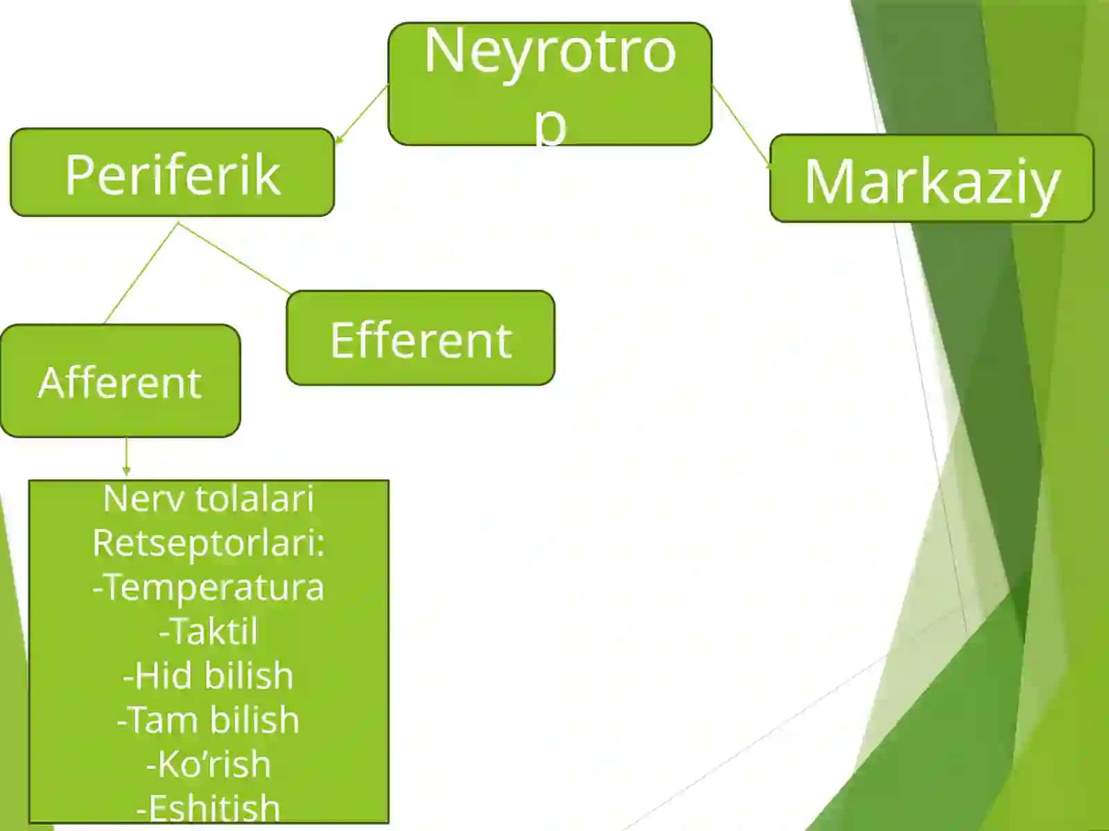 Afferent nerv tizimiga ta'sir etuvchi dorilar 2