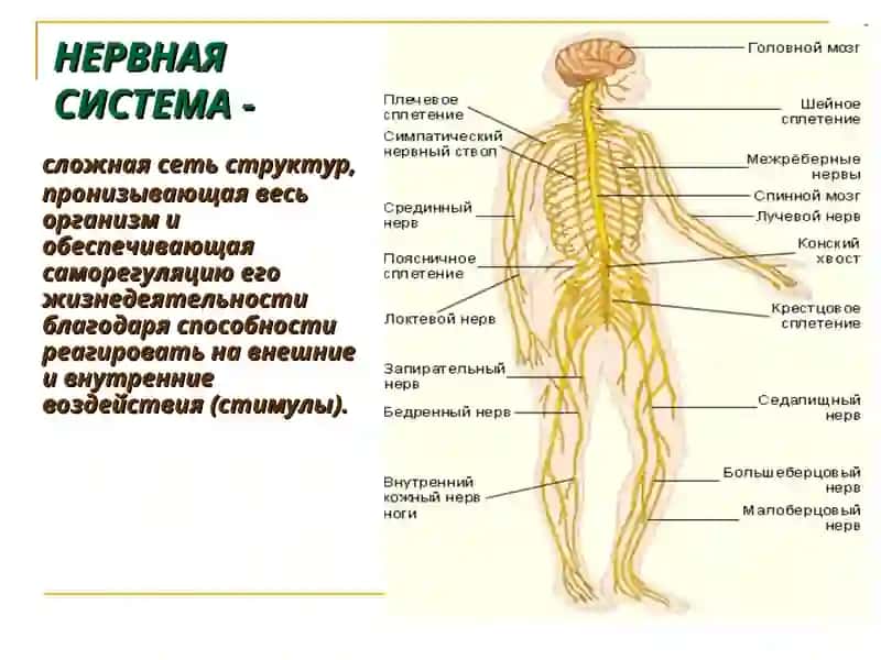 Физиология центральной нервной системы 2