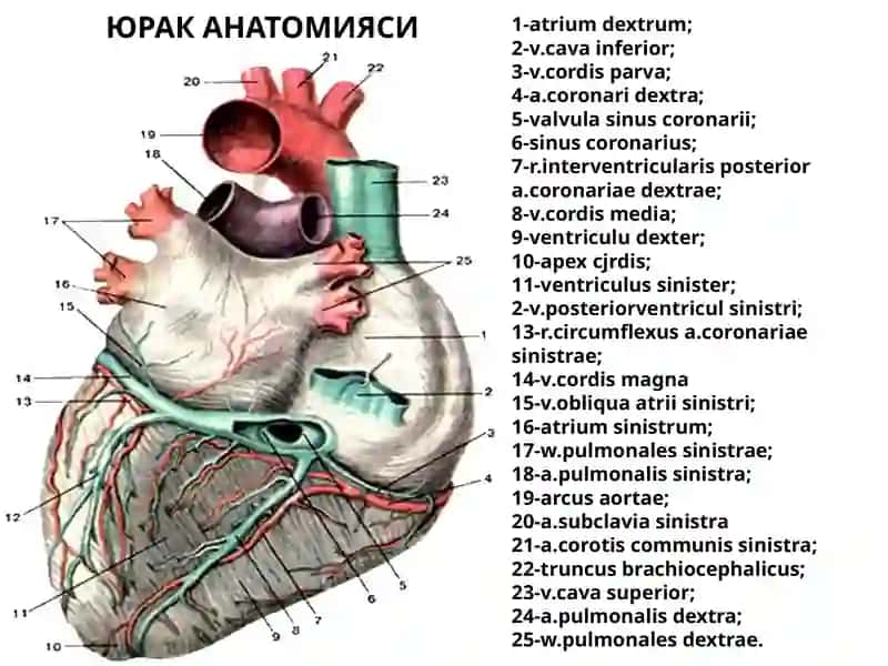 ЮРАК АНАТОМИЯСИ 2