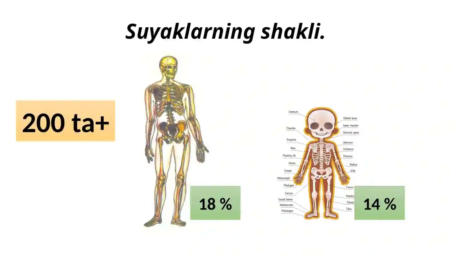 Tayanch - harakat apparatining yosh xususiyatlari va gigiyenasi 2