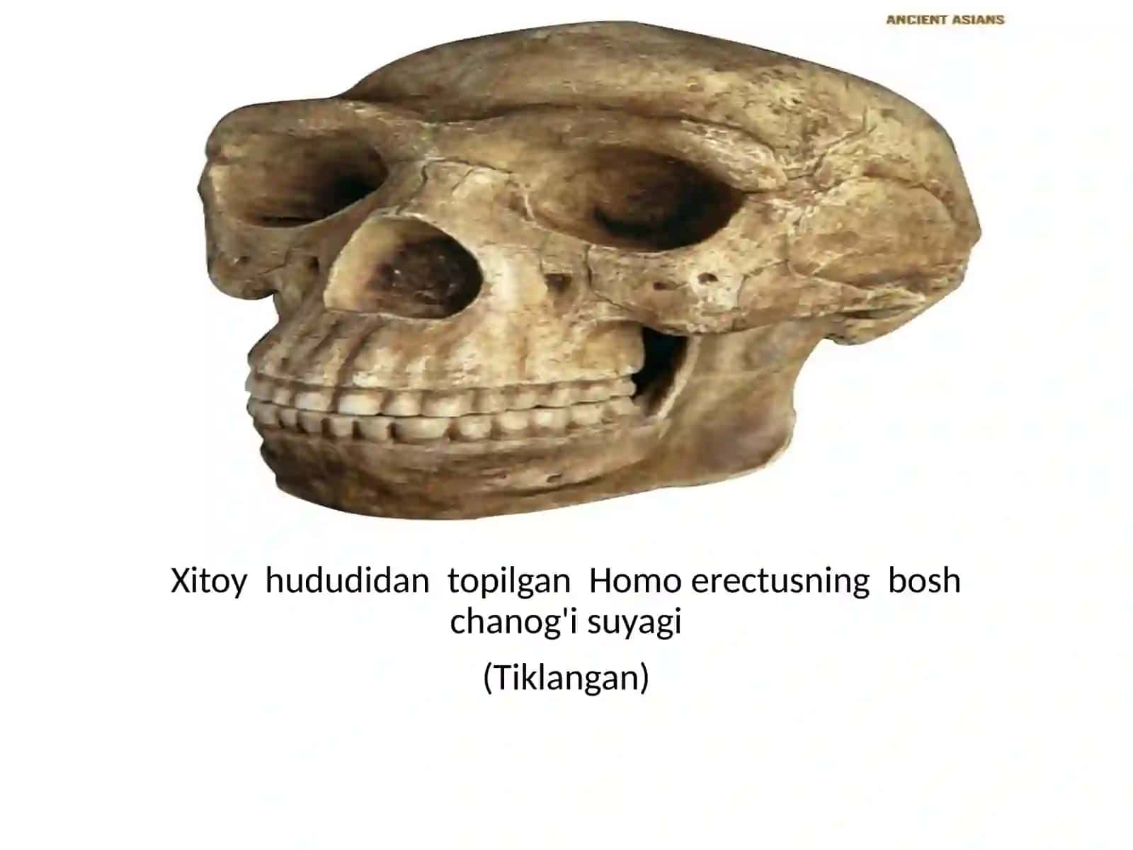 Xitoy hududidan topilgan Homo erectusning bosh chanog'i (Tiklangan) 2