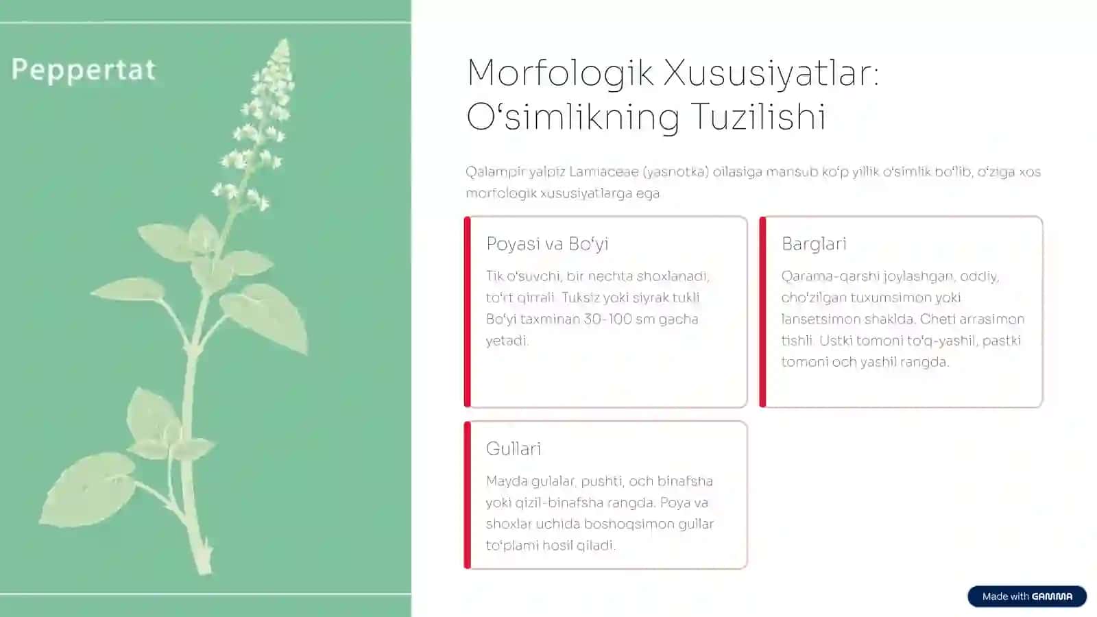 Qalampir Yalpiz: Botanik Tavsif va Yetishtirish Texnologiyasi 2