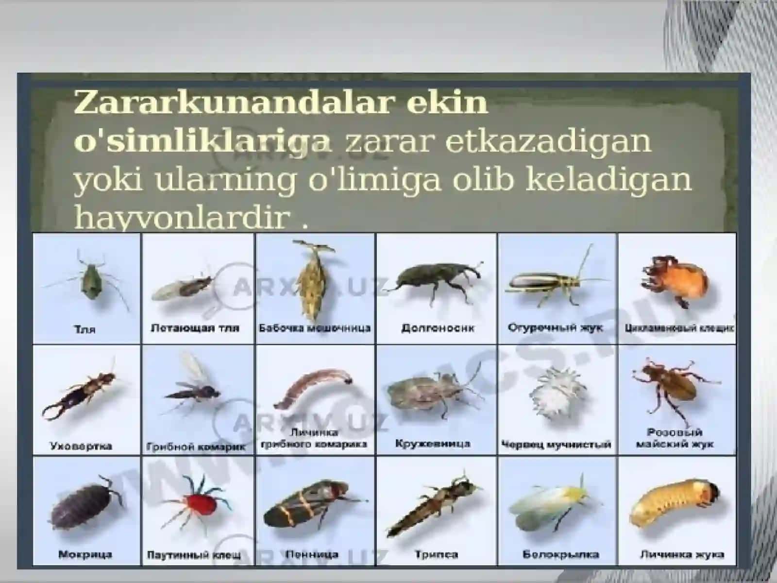 MEVALI BOG'LARNIKEMIRUVCHIZARAKUNANDALARDAN HIMOYA QILISHDA QO'LLANILADIGAN PREPARATLAR 2