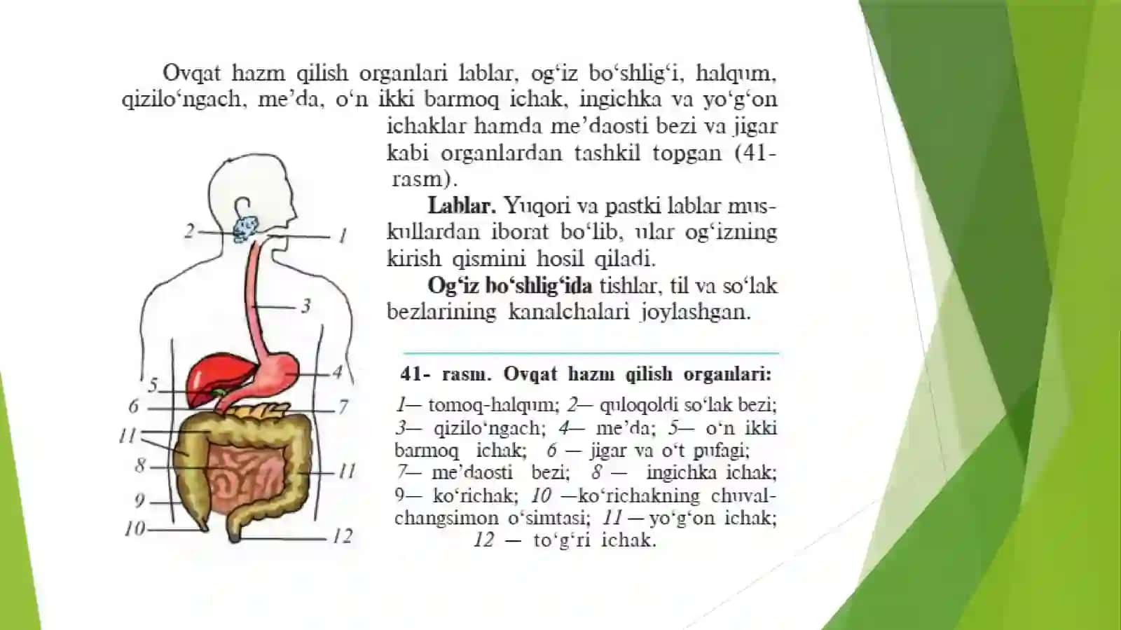 Ovqat hazm qilish organlarining tuzilishi va vazifasi 2