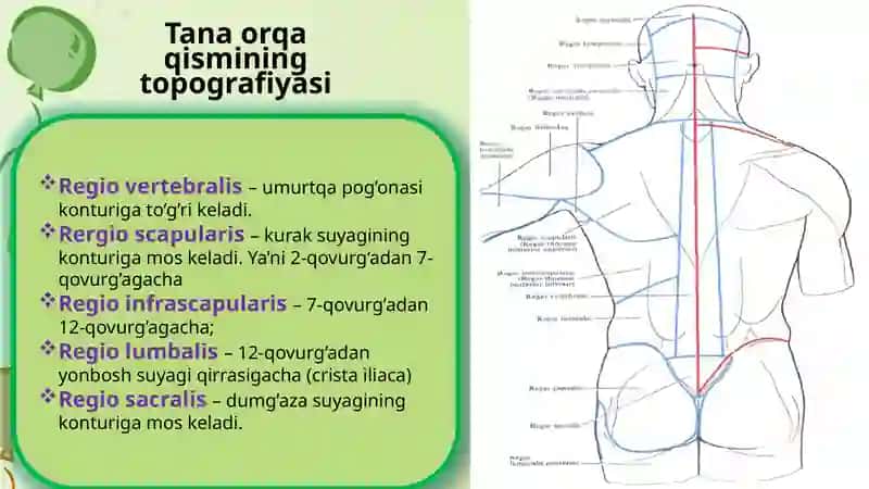 Odam organizmi mushaklari 2