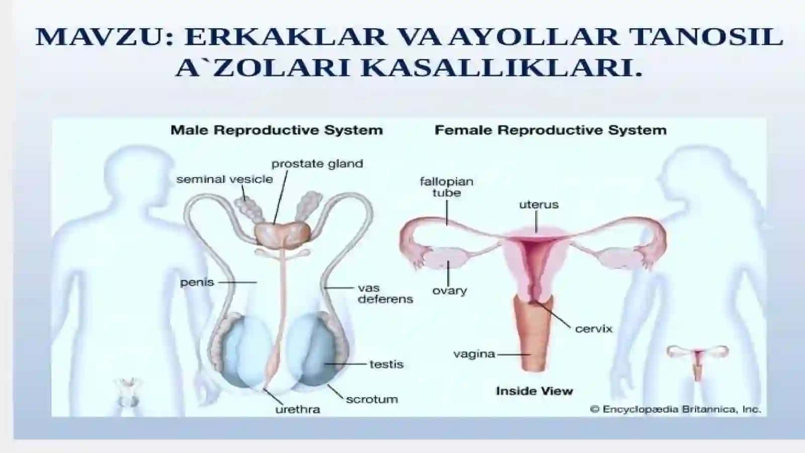 Ayolar va erkaklar reproduktiv a'zolari kasaliklari 2