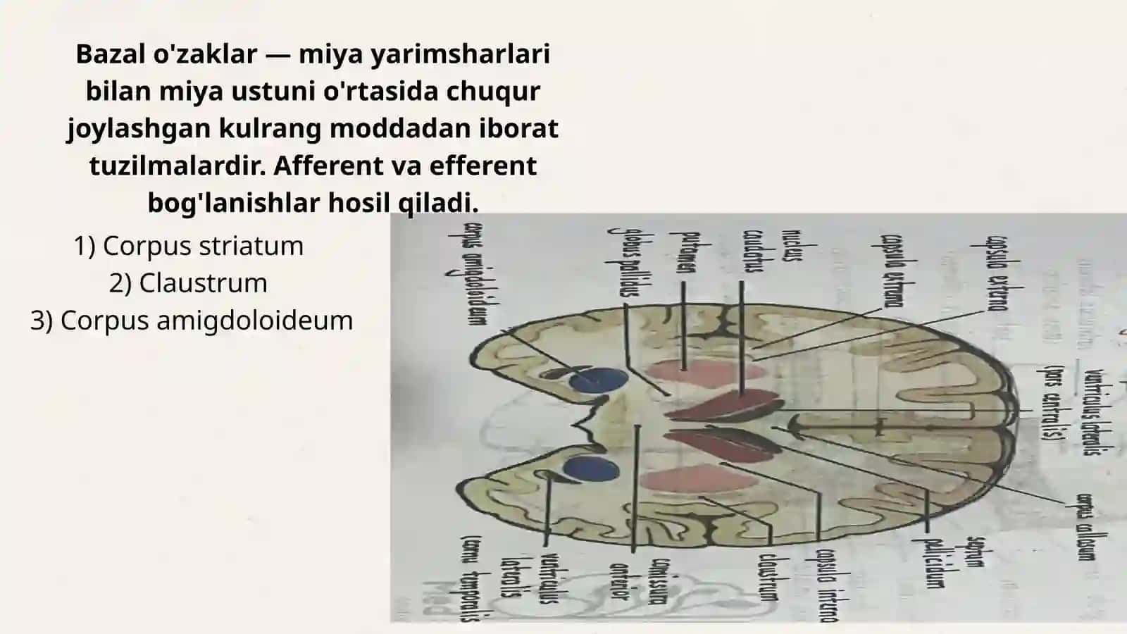 Bazal oʻzaklar. Miya pardalari va yon qorinchalar 2