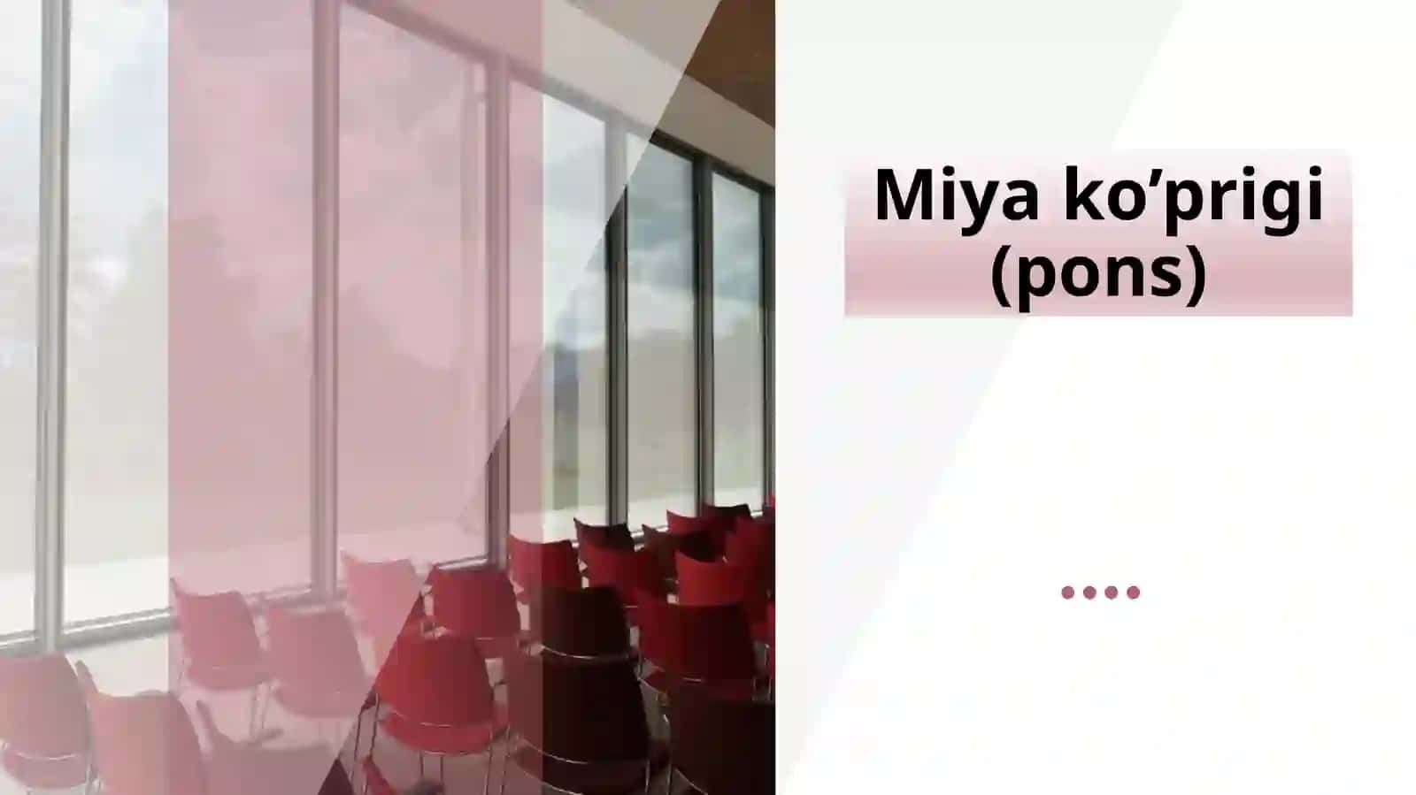 Miya ko’prigi (pons) va miyacha (cerebellum) 2