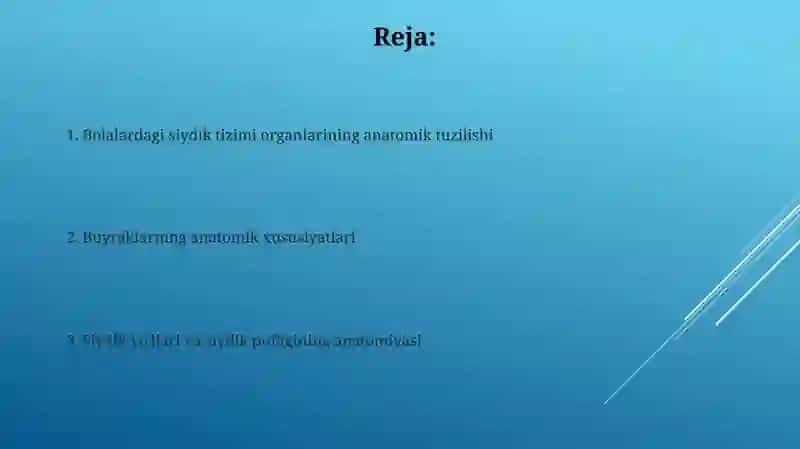 Bolalarda Siydik Ajratuv Tizimi Azolarining Anatomik Xususiyatlari 2