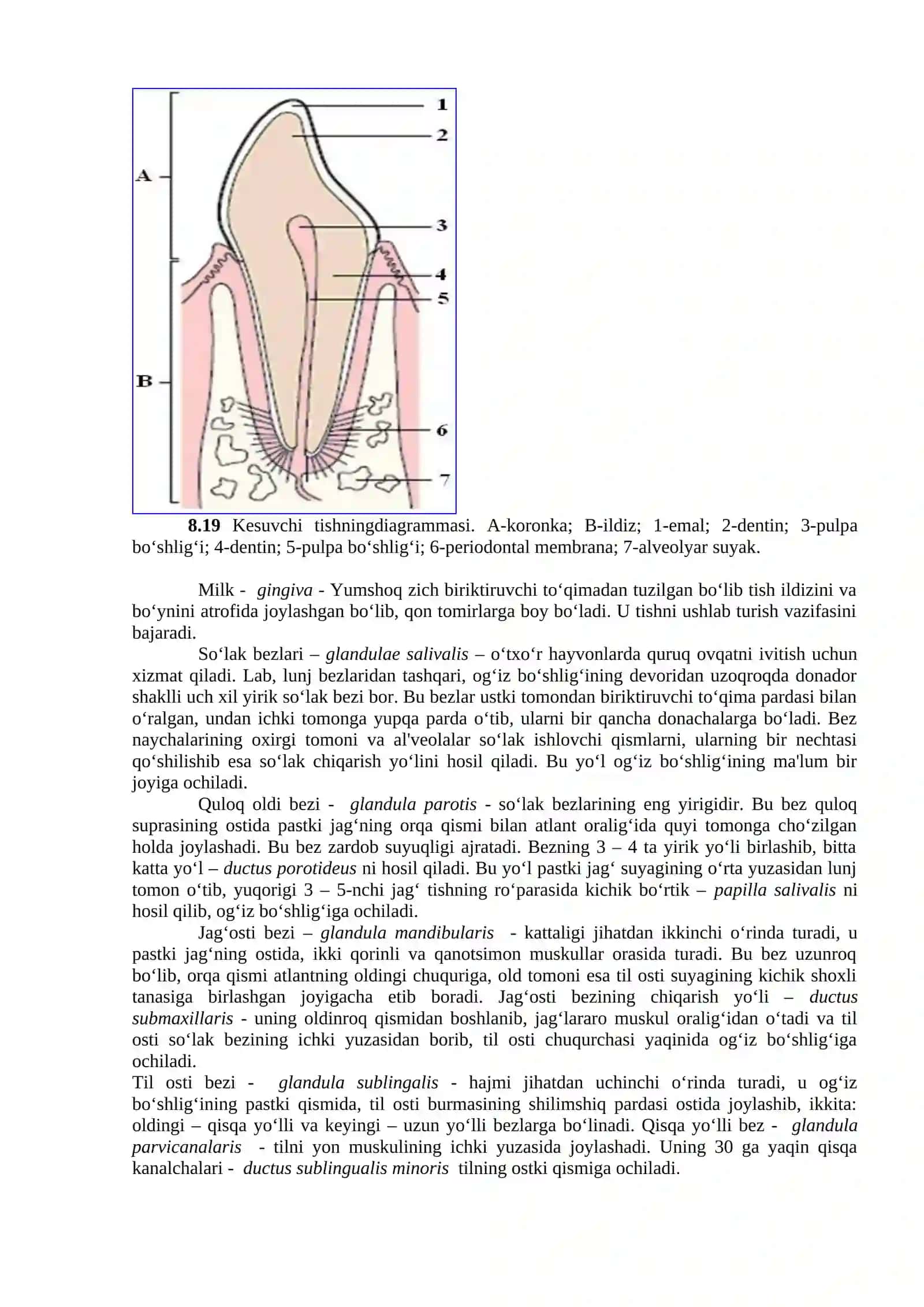 Ovqat hazm qilish organlarining morfologik tuzilishi 2
