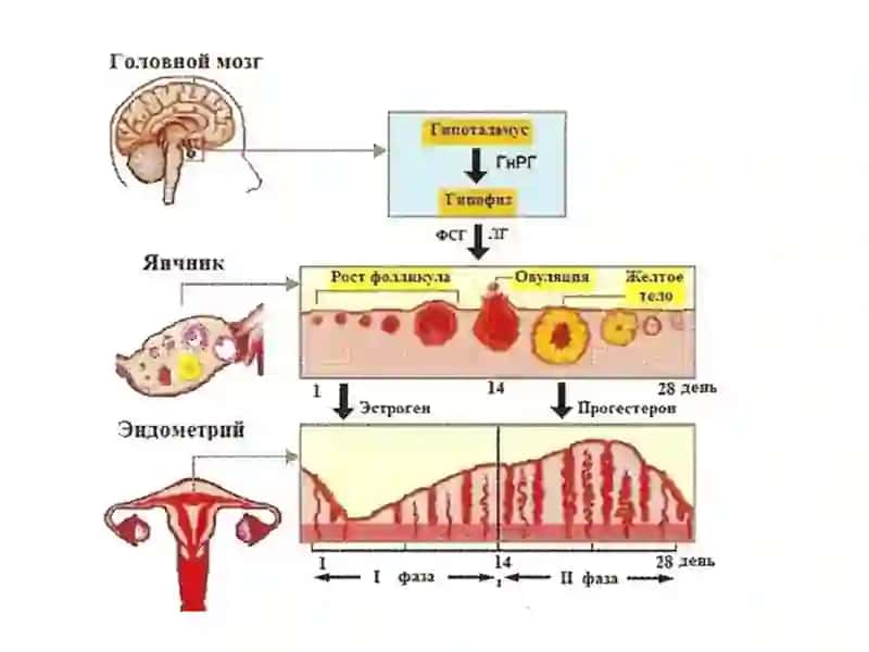 Акушерлик ва гинекологик стационарини тузилиши 2