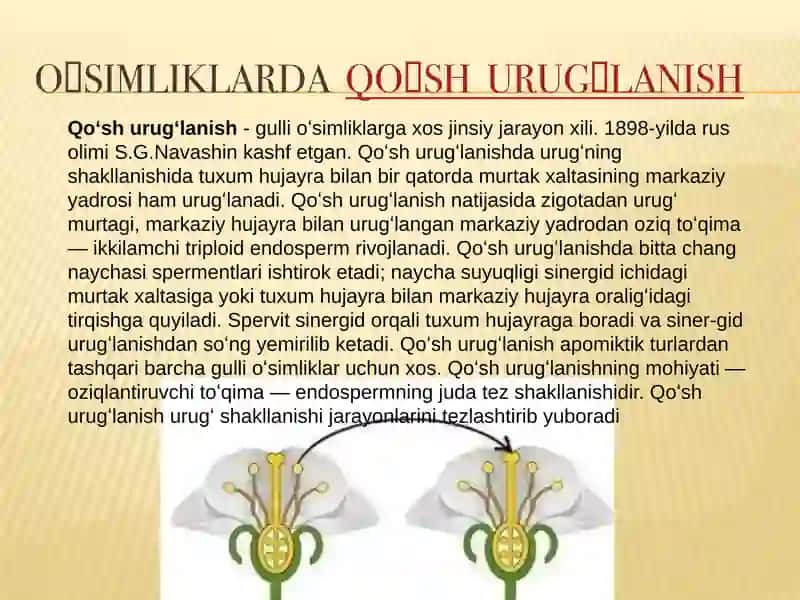 O’SIMLIKLARDA QO’SH URUG’LANISH 2