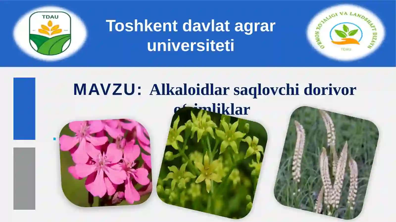 Alkaloidlar saqlovchi dorivor o'simliklar 2