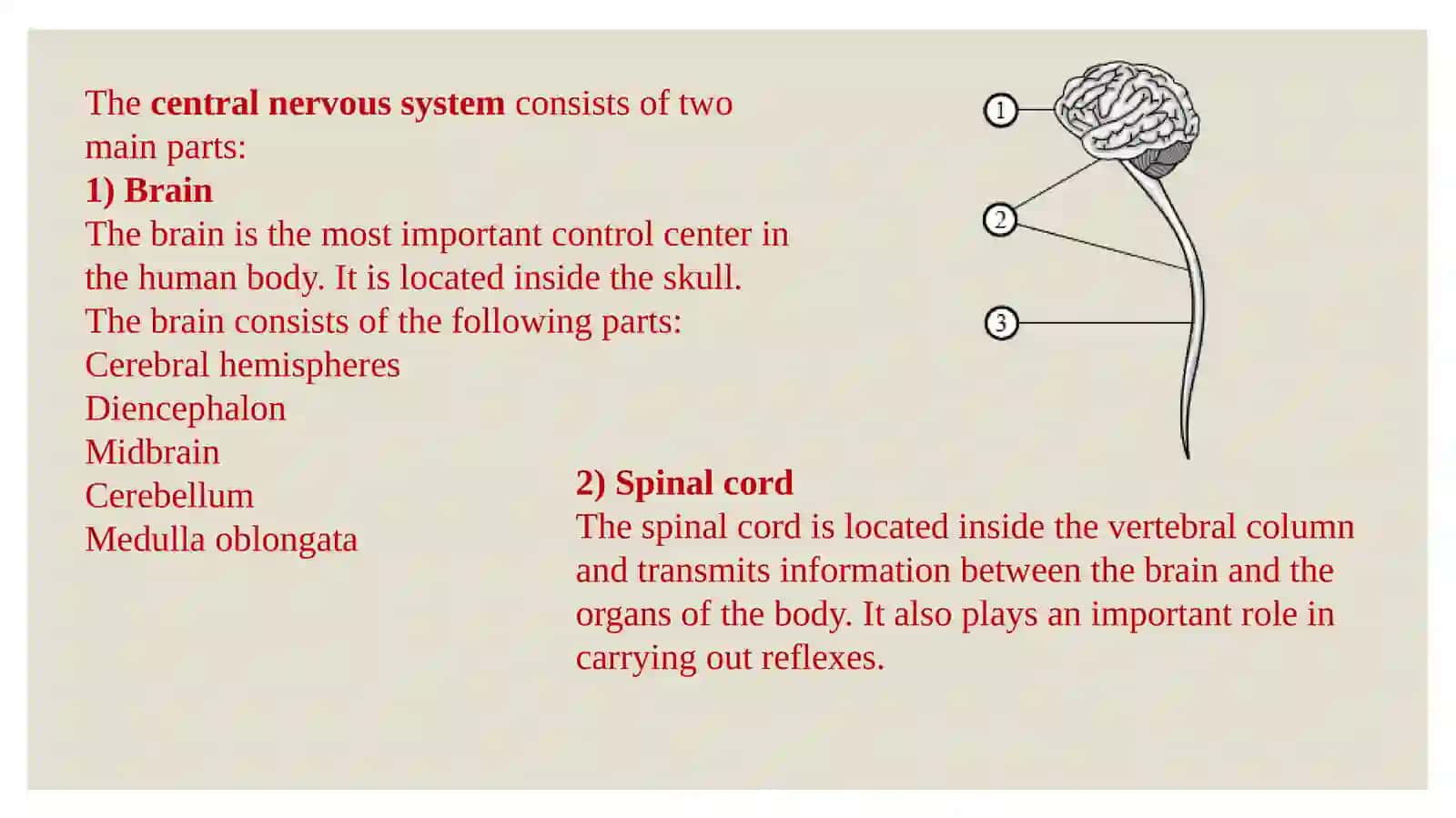 The central nervous system 2