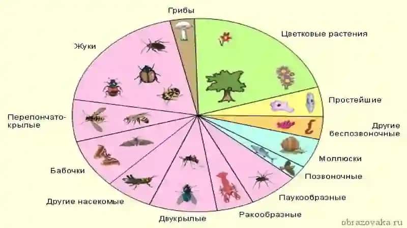 Bo‘g‘imoyoqlilar (Arthropoda) tipi 2