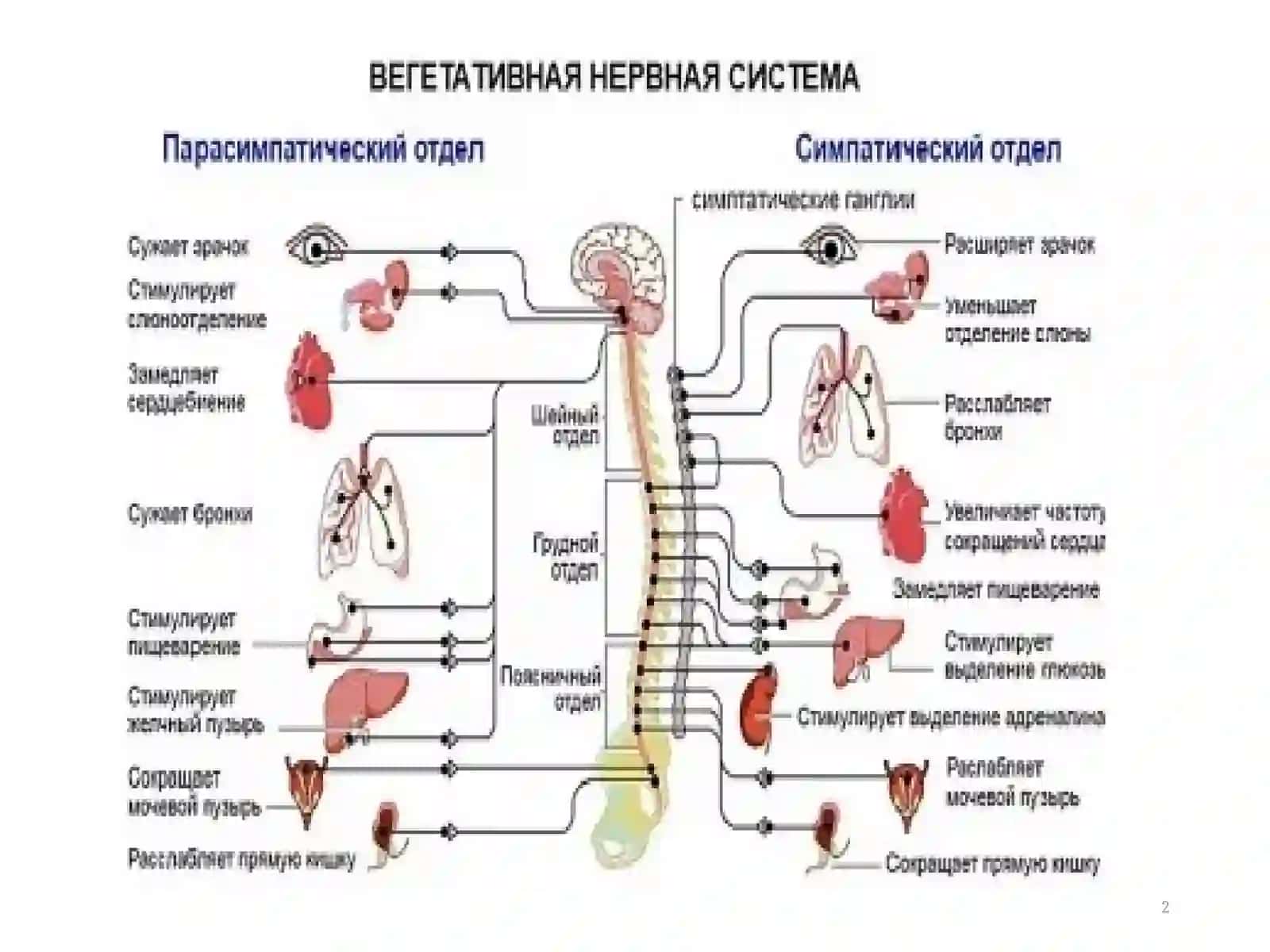 Н-ХОЛИНОРЕЦЕПТОРЛАРГАТАЪСИР ЭТУВЧИ ВОСИТАЛАР 2
