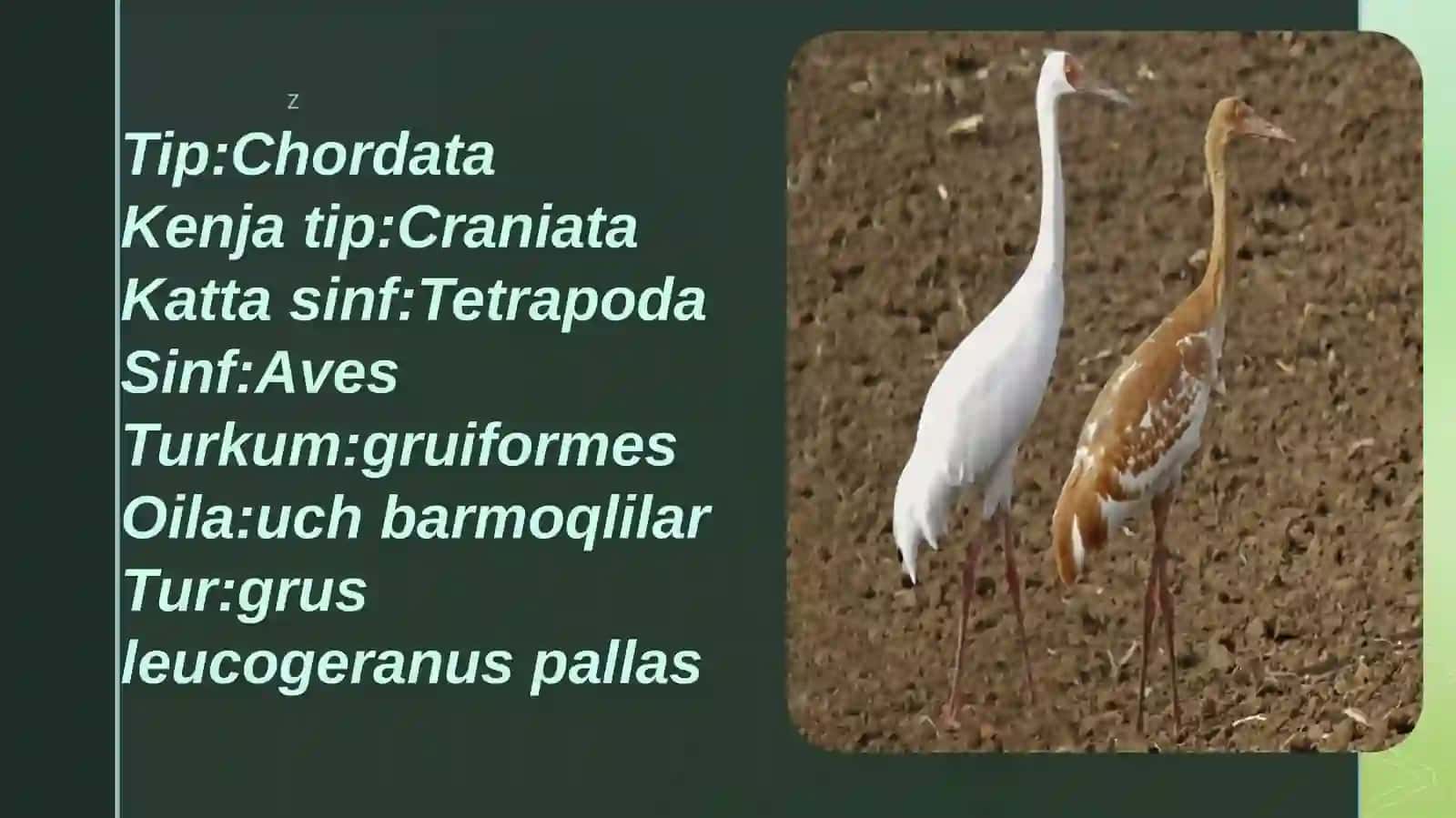 Sibir krani (Leucogeranus leucogeranus) 2
