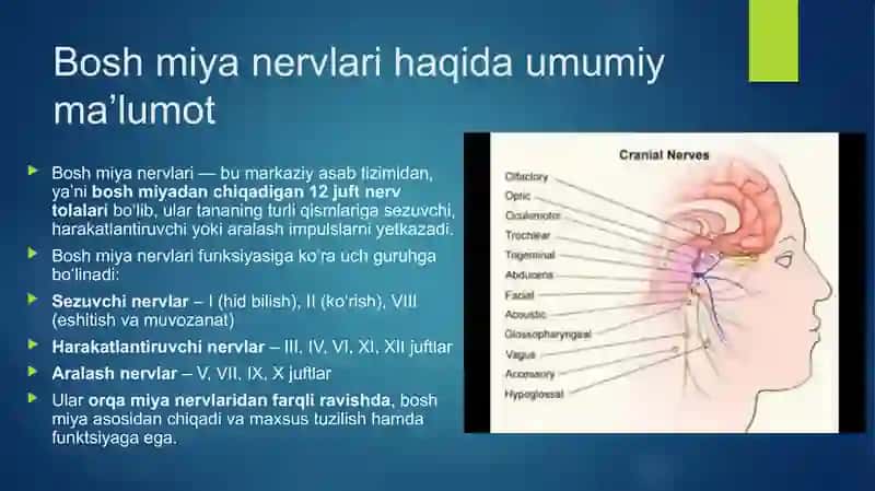 bosh miya nervlarining hosil boʻlishi 2