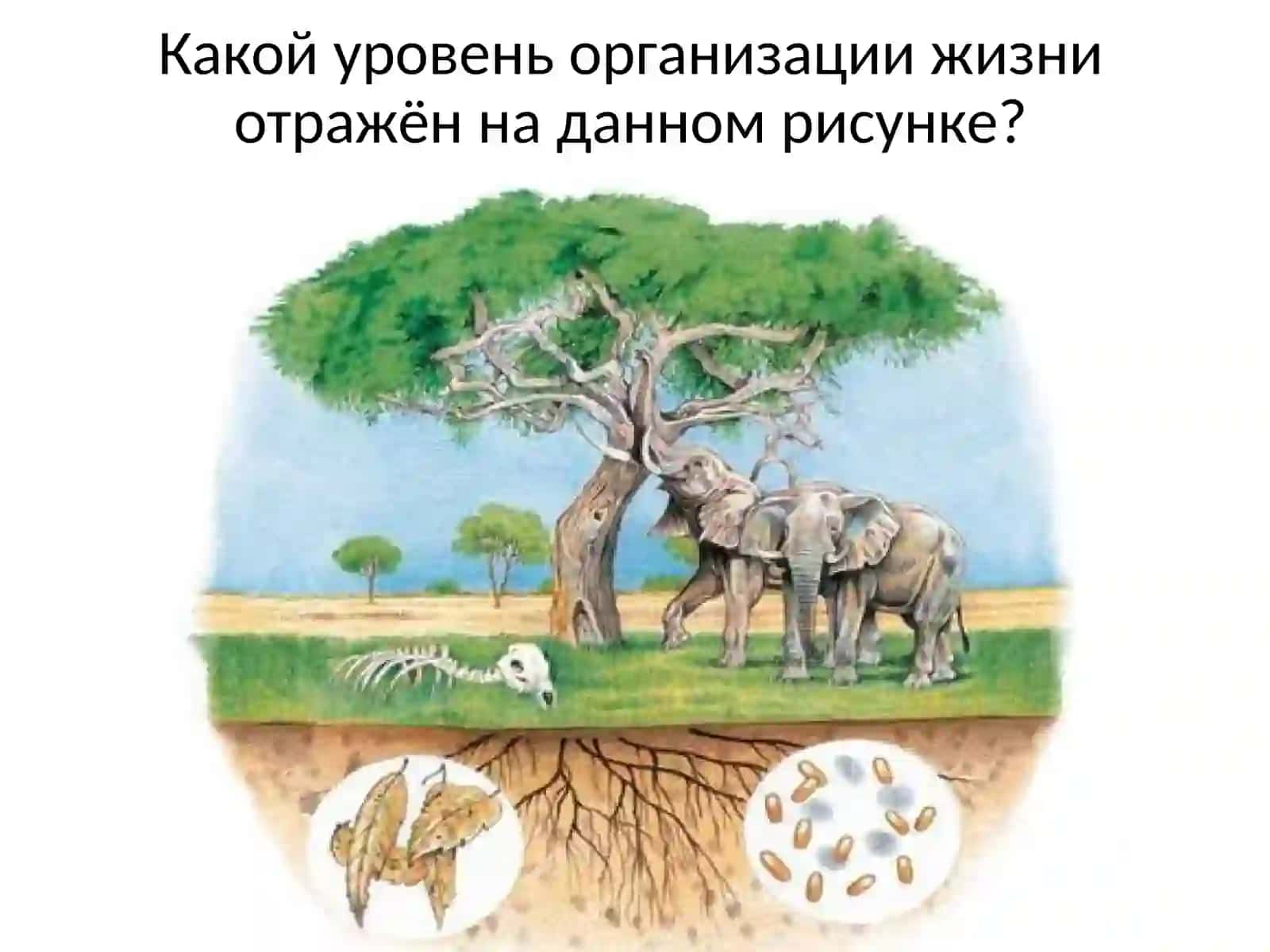 Развитие биологии в дарвиновский период 2