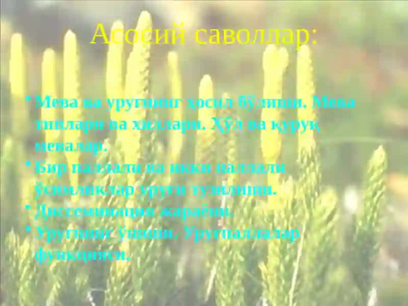 Уруғва мева 2