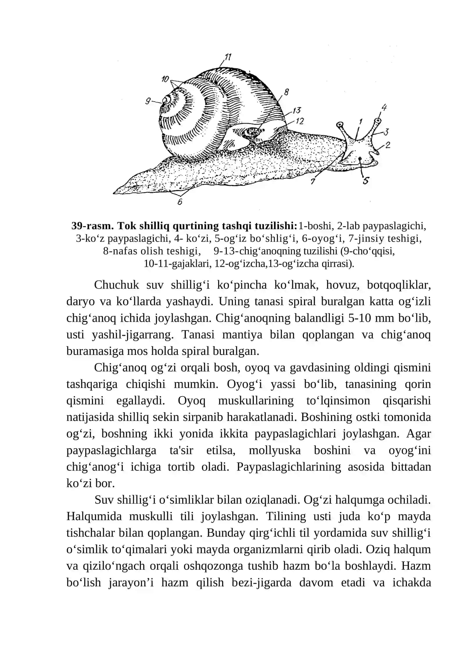 Mоllyuskаlаrning tuzilishi va ko‘payishi 2