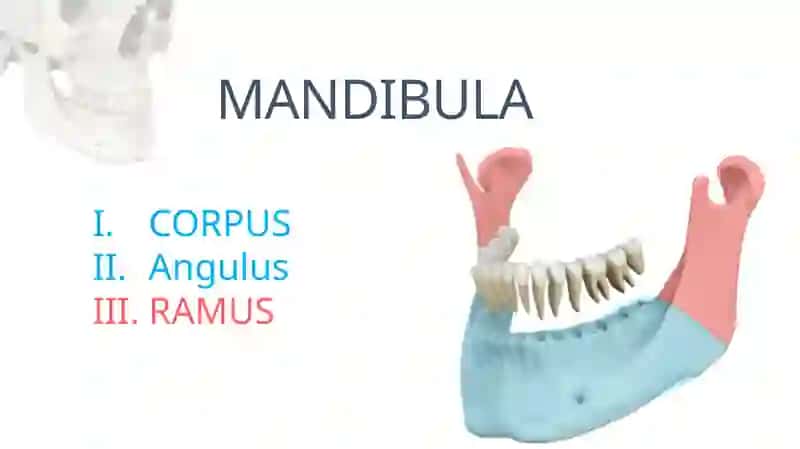 Mandibula Pastki Jag' suyagi 2