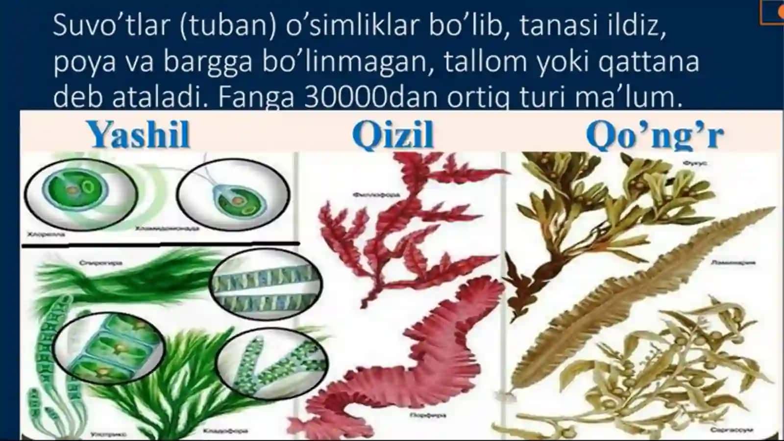 BIR HUJAYRALI VA KO’P HUJAYRALI SUV O’TLAR 2
