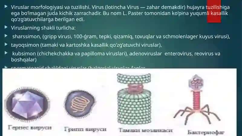 Umumiy virusologiya:strukturasi, morfologiyasi, reproduksiyasi, kimyoviy tarkibi. Bakteriofag.Viruslarni ajratib olish usullari. Viruslarni indikatsiya va identifikatsiya qilish usullari. Viruslar keltirib chiqaruvchi yuqumli kasalliklarga tashxis qo`yish usullari. 2