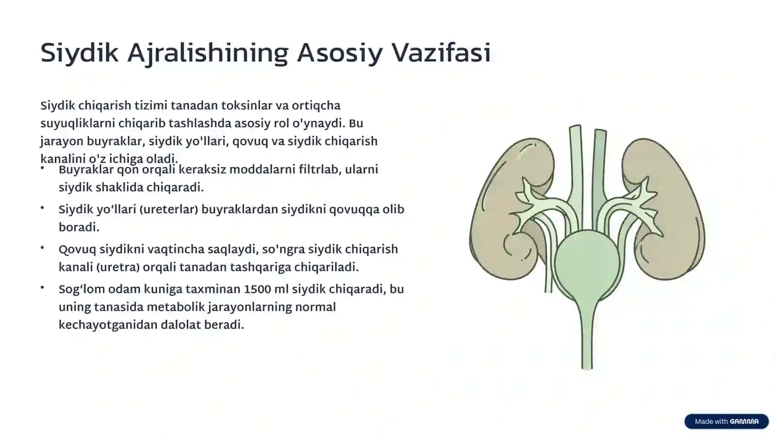 Siydik Ayirish A’zolarining Kasalliklari: Sabablar, Belgilar va Davolash 2