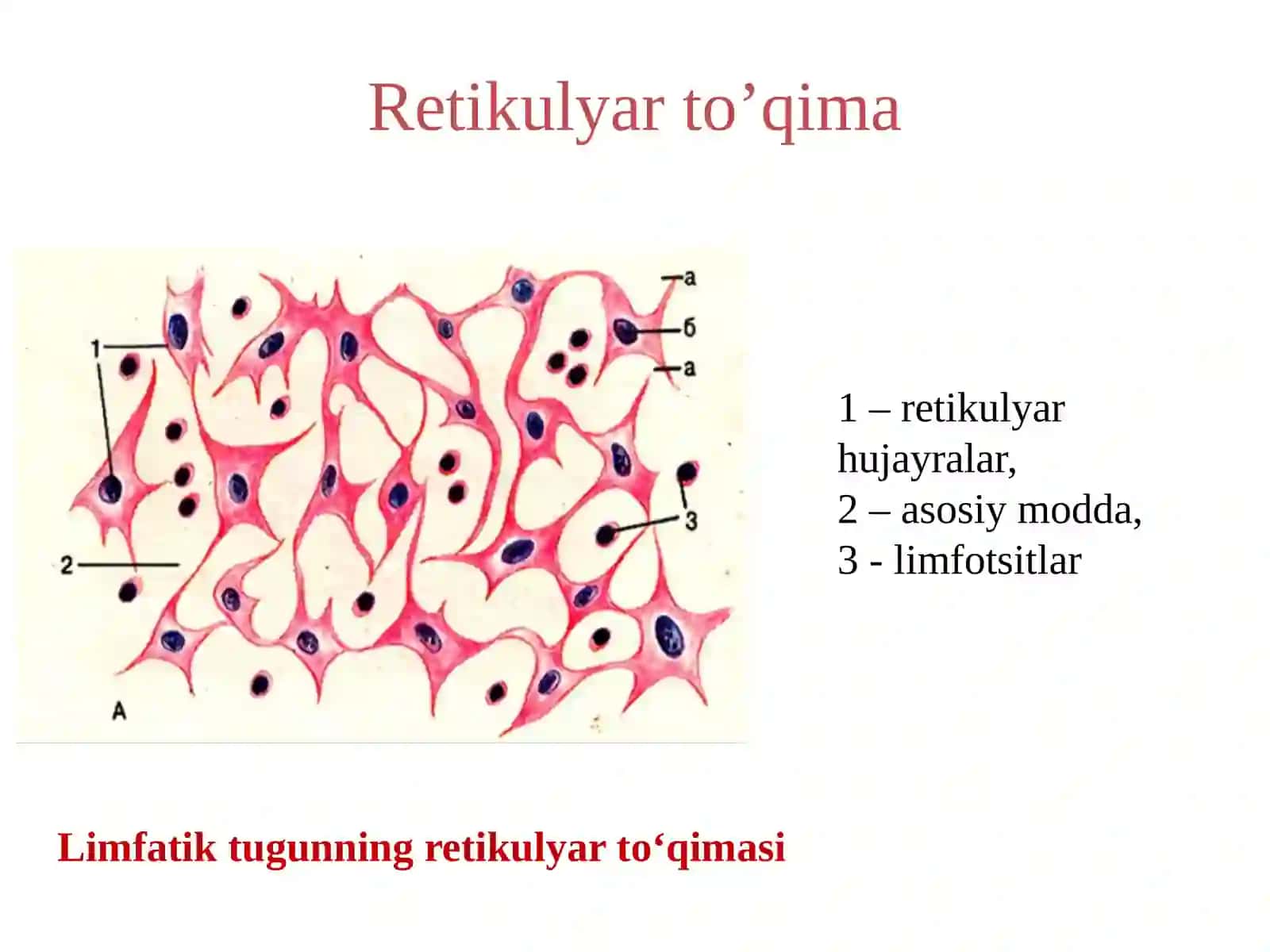 Ichkimuhitto’qimalari.Qonvashakllielementlartuzilishi,xususiyatlari 2