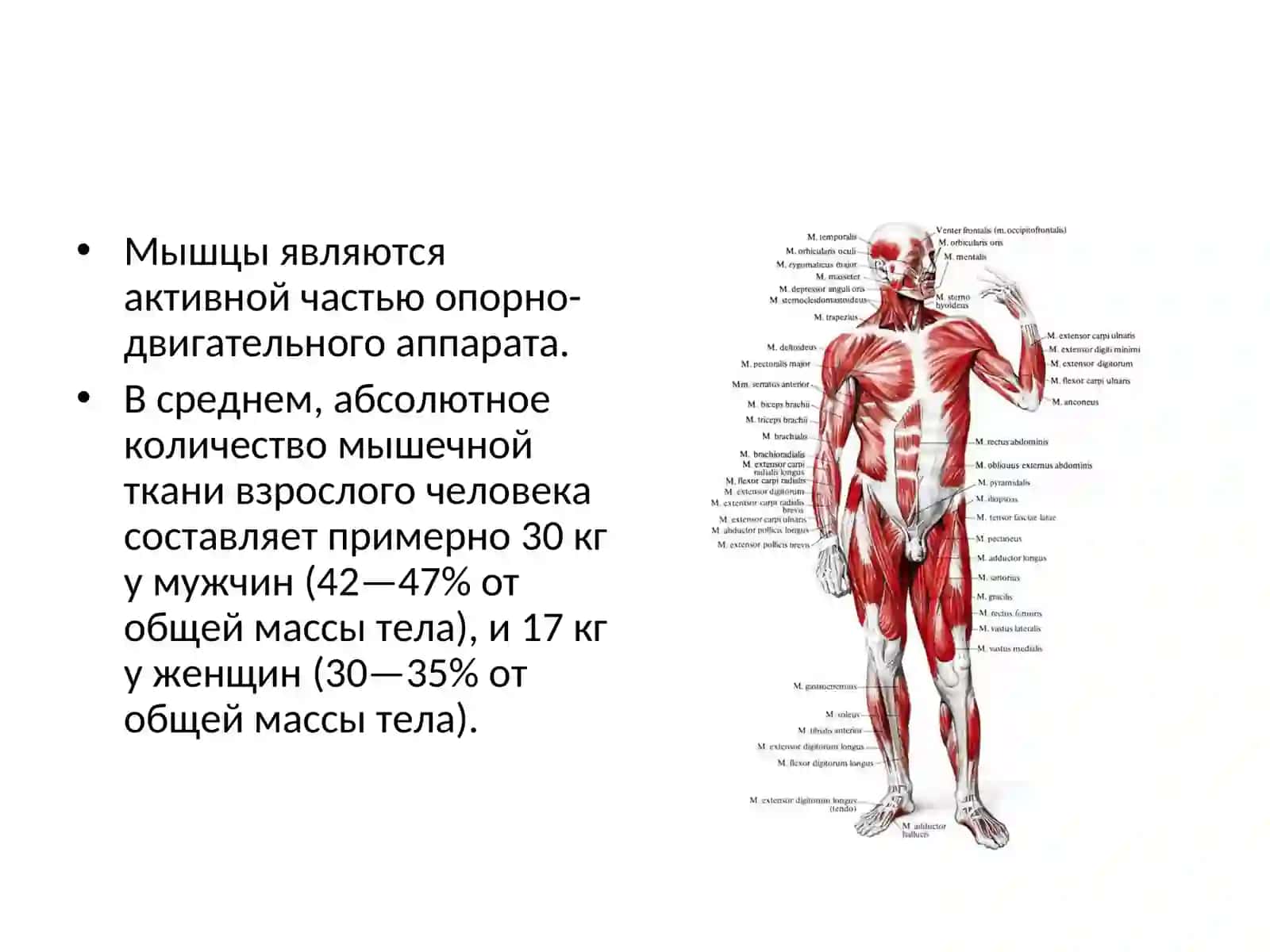 Общая характеристика мышечной системы 2