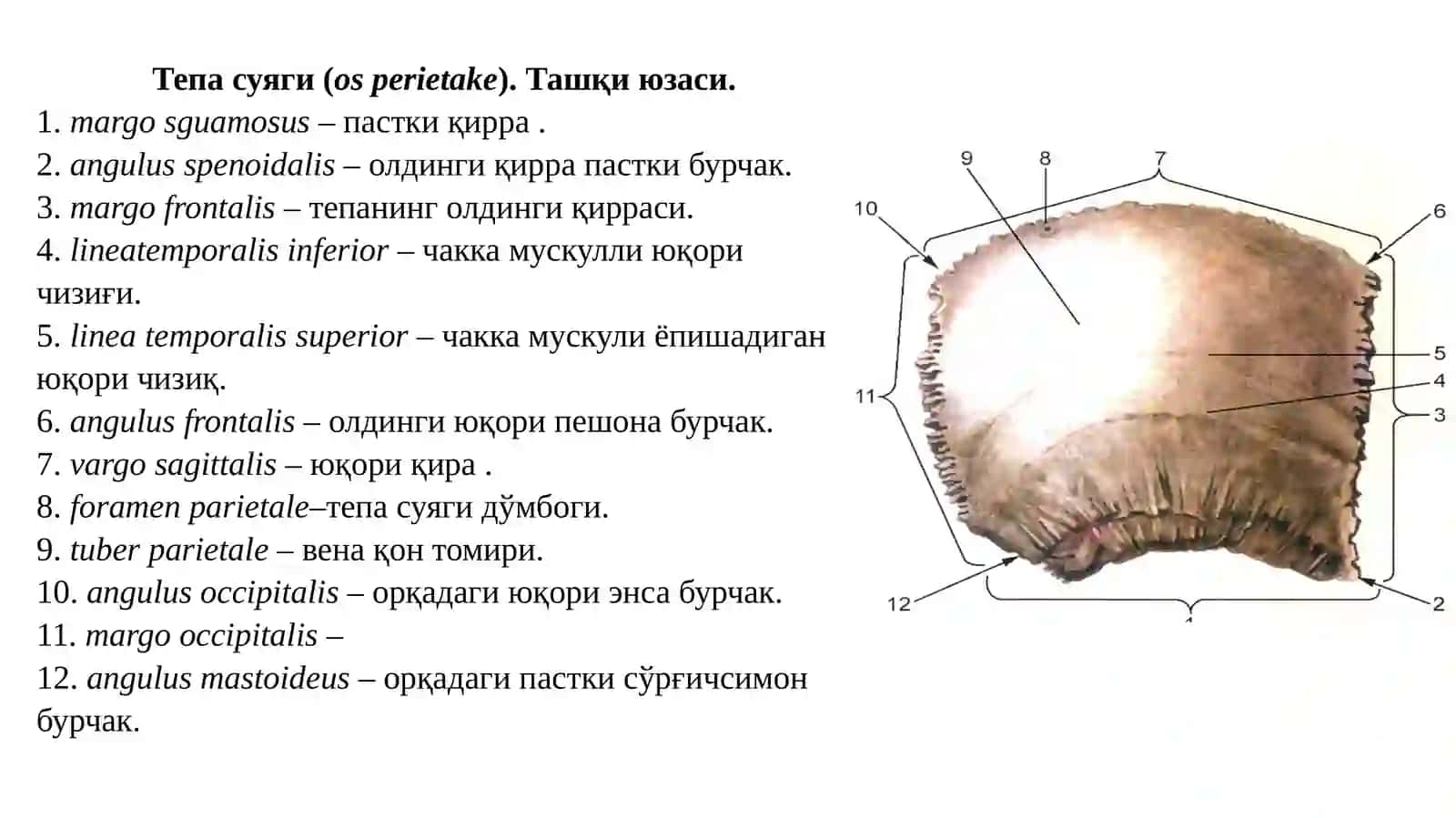 Бош скелети суяклари 2