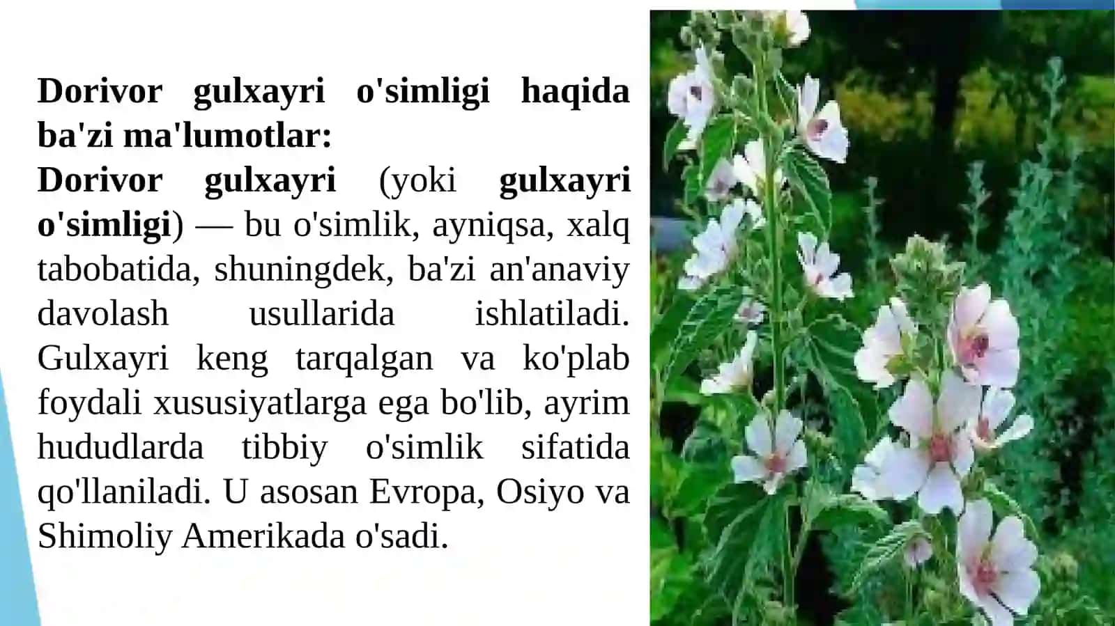Dorivor gulxayri va shirinmiya giyoxlarini shifobaxshligi 2