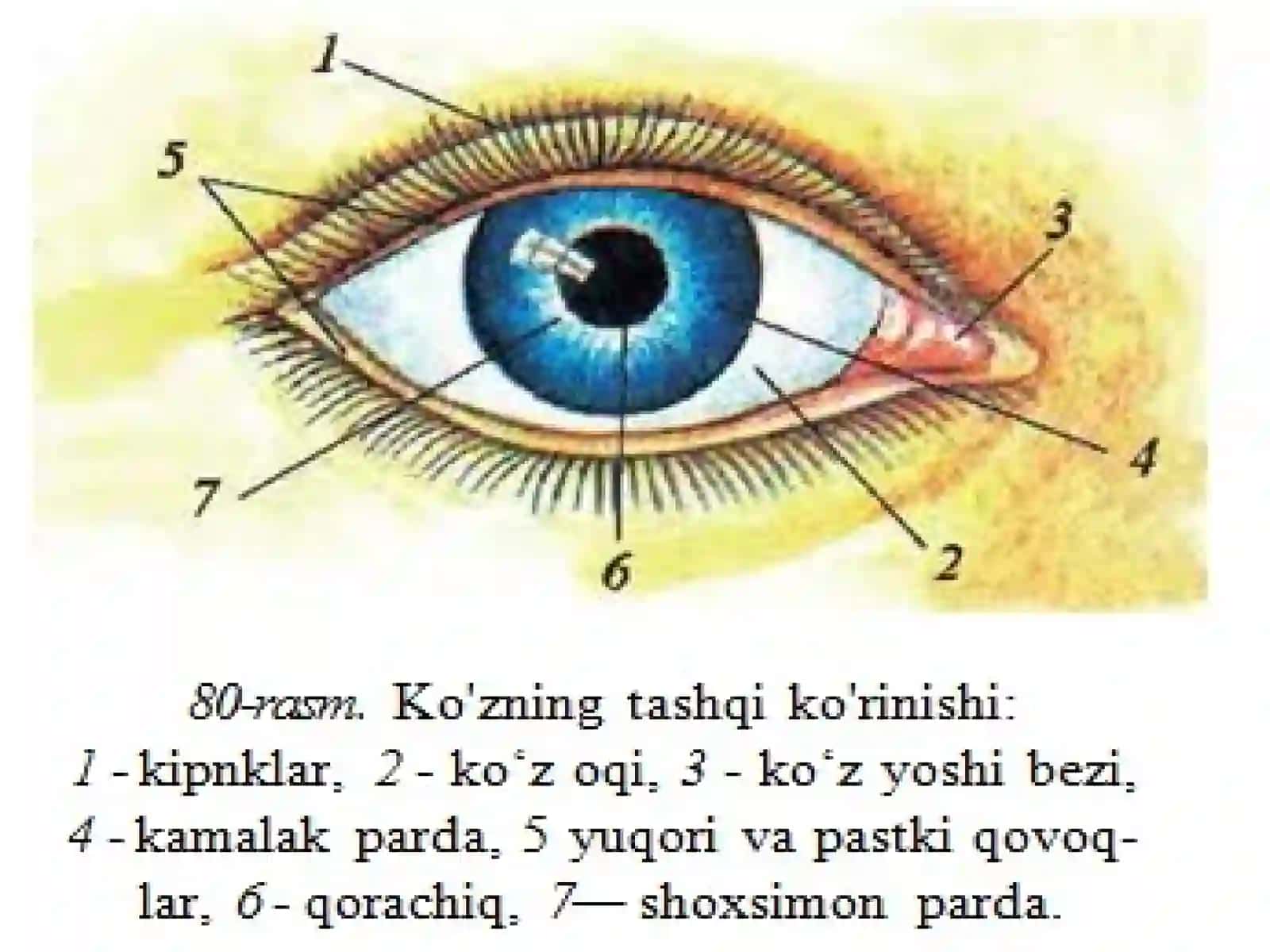 KO'RISH ORGANLARINING ANATOMIYASI VA FUNKSIYASI 2