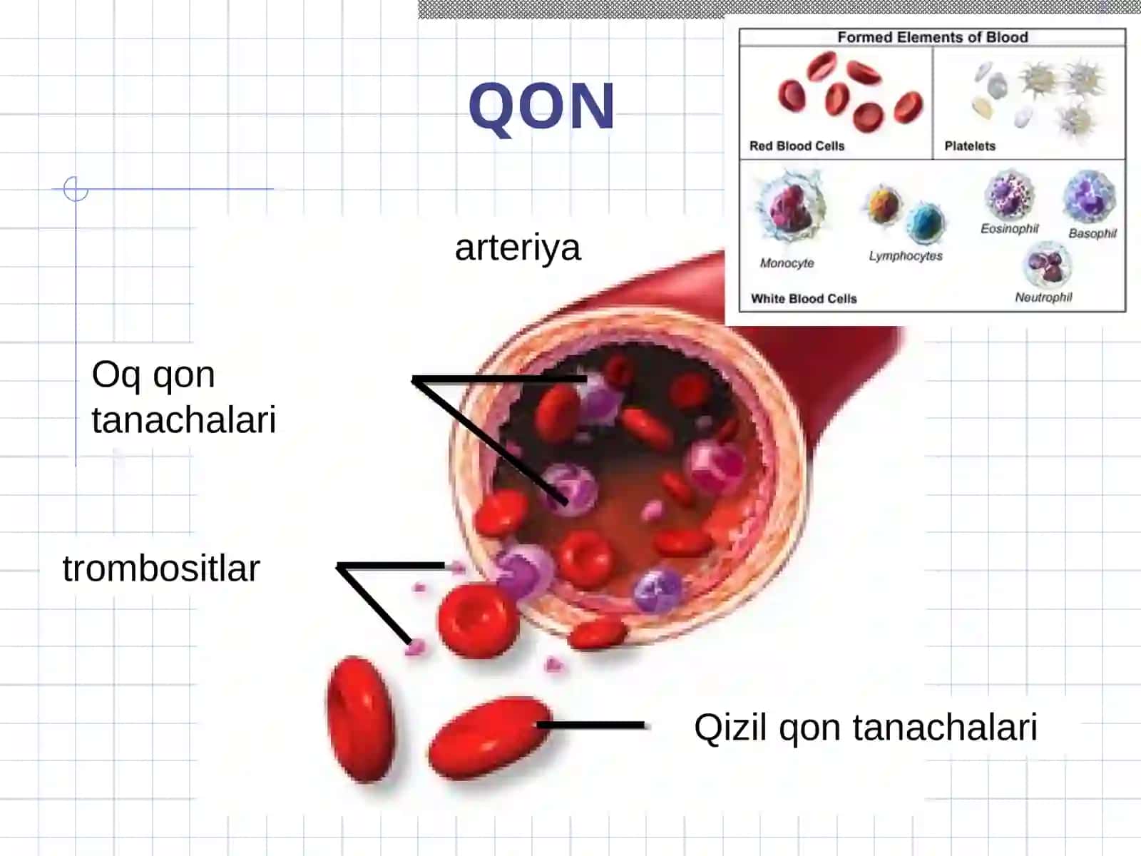 QON. QON YARATILISHI 2
