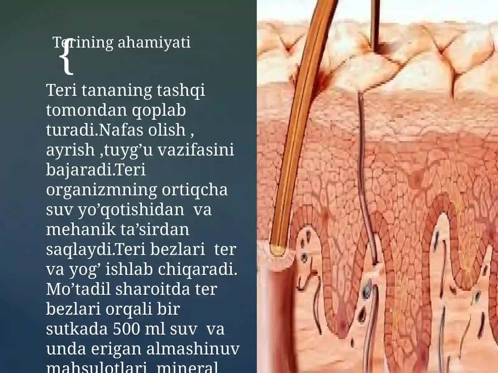 Terining tuzilishi va funksiyasi 2