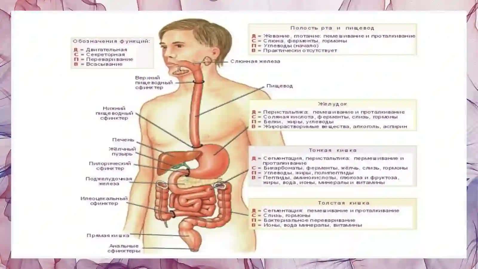 ИНГИЧКА ВА ЙЎҒОН ИЧАКНИ ГИСТОЛОГИК ТУЗИЛИШИ 2