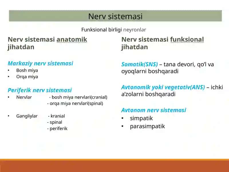 Nervsistemasi 2