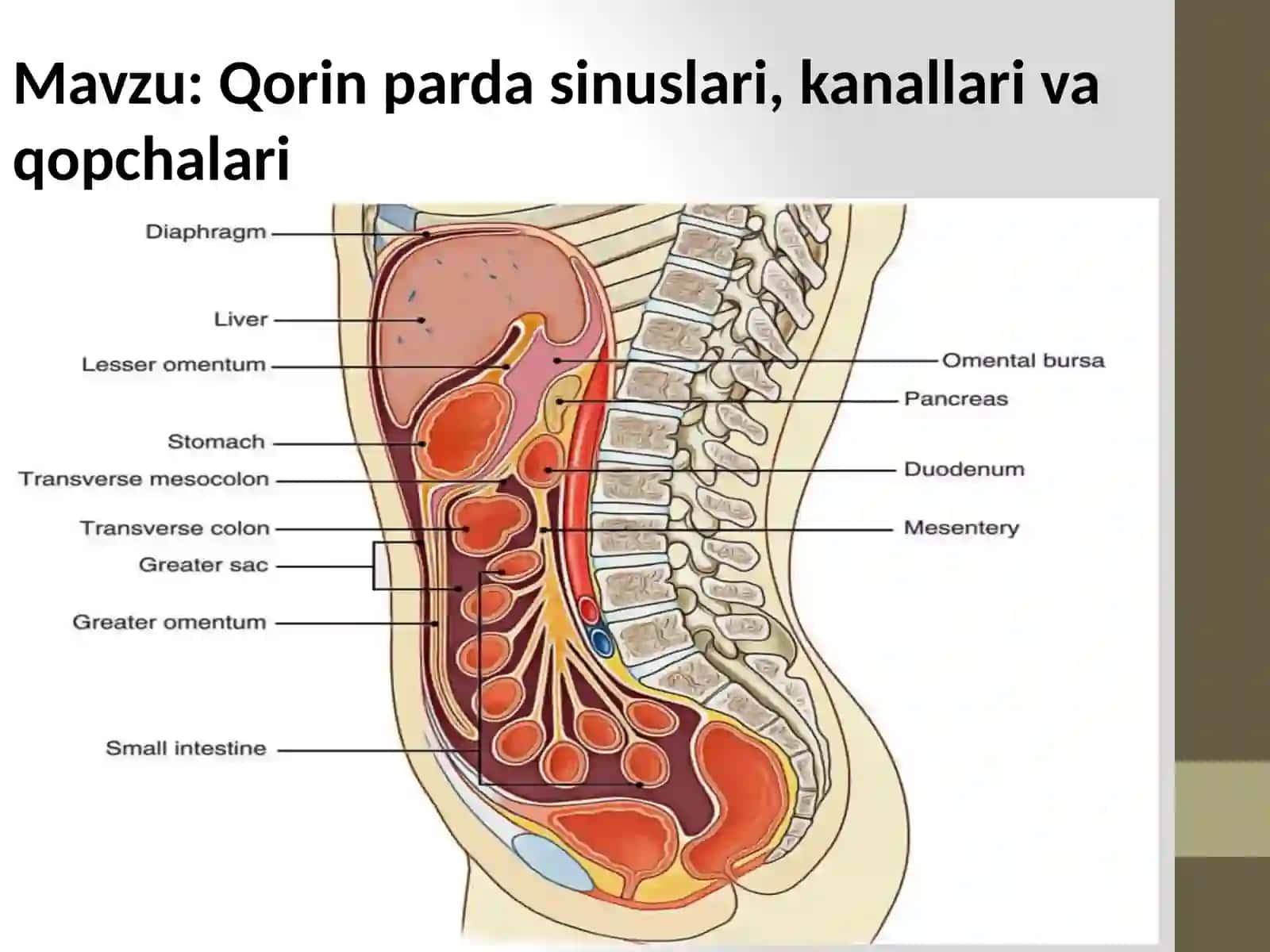 Qorin parda, sinuslar, kanallar, qopchalar 2