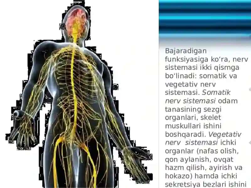 Vegetativ asab tizimining anatomiya vafiziologiyasi 2