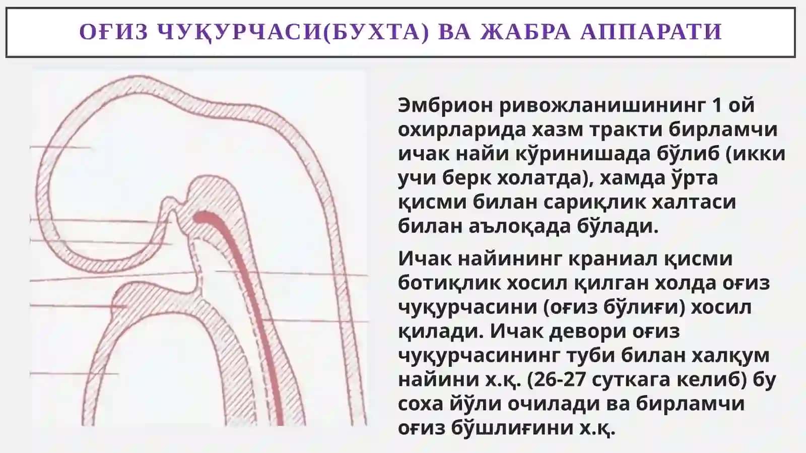 Хазмтизими:Юз-жағ ва оғиз бўшлиғи тараққиёти ва тузилиши 2