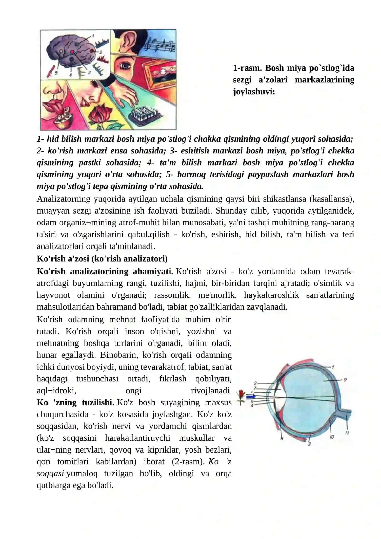 Sezgi a'zolarining ahamiyati 2
